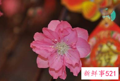 春节买桃花的寓意