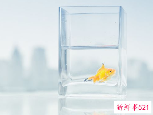 梦见金色的鱼意味着什么