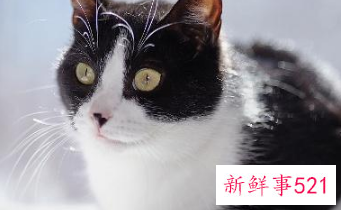 养猫咪的好处