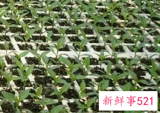 辣椒育苗到结果需要多长时间