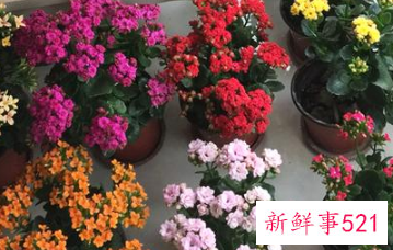 名字好听的植物