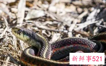 孕妇梦见半条蛇是什么意思