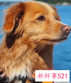 狗咬了多久过安全期狂犬病前兆