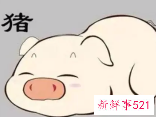 女猪男兔适合做夫妻吗