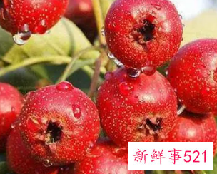 什么人不可以吃山楂