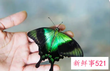 蝴蝶大翅膀小翅膀