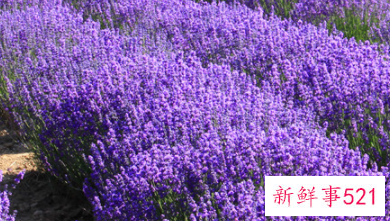 男生喜欢什么颜色代表什么