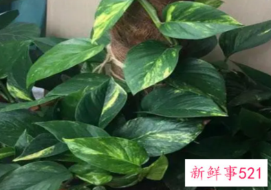 鸡蛋能直接到在绿萝盆里面吗