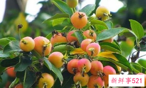 垂丝海棠常用的繁殖方法