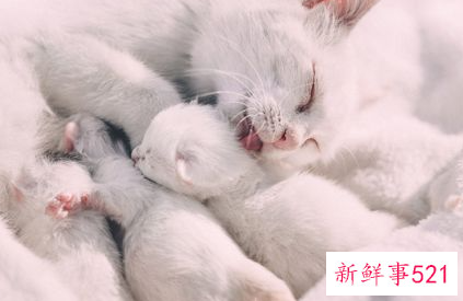 美国短毛猫幼猫什么时候断奶