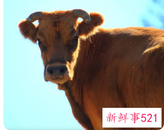 梦见一头牛发怒是什么意思