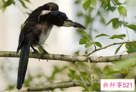 哺乳期做梦梦见一群喜鹊