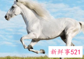 属马人的情商和智商