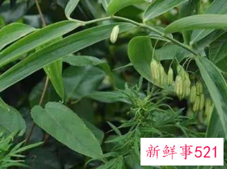 黄精的作用和功效图片