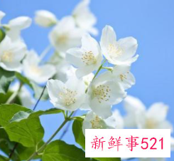 女人有体香吗？