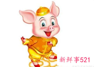 属猪男都喜欢胸大的女生吗