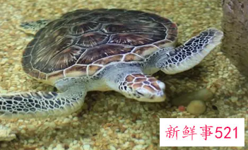 做梦梦见大海龟是什么意思