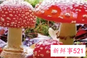 不能吃的菌子有哪些