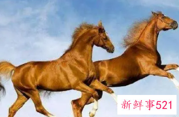 属马的人开店最佳朝向