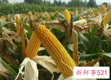 梦见在地里种玉米好不好