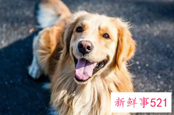 女人梦见狗追是什么预兆