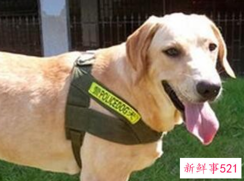 训练拉布拉多的小技巧