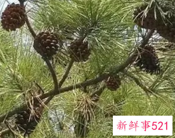 梦见摘松子是什么意思