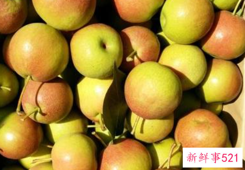 梨的品种有哪些