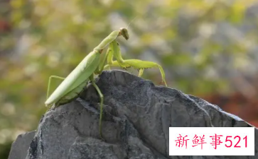 梦见螳螂什么意思