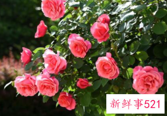 给月季淋雨的好处