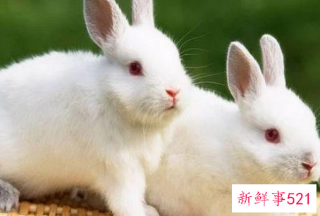 实力强大无比的属相