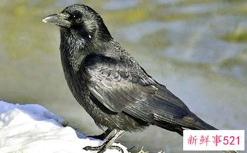 梦见很多乌鸦有什么预示