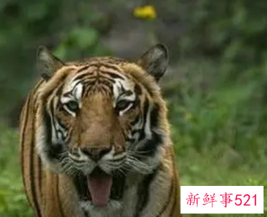 属虎起什么名字好