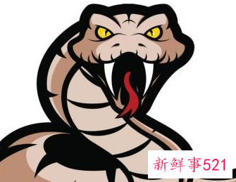 梦到一条大黑蛇