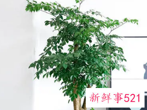 院子里种什么花最旺宅