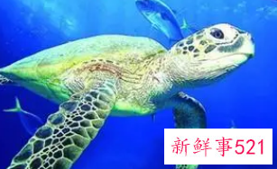 女人梦到超级大海龟什么预兆