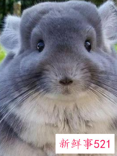 哪种小宠物干净好养没有味