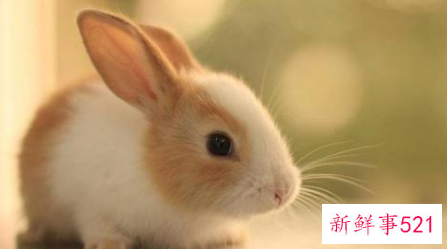 属兔事业上的贵人