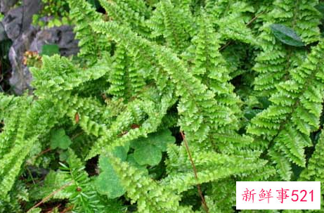 波斯顿蕨叶子发黄怎么办