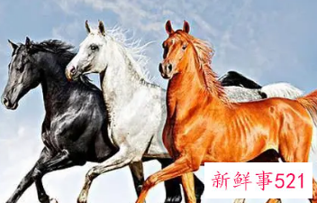 属牛和属马的合婚吗