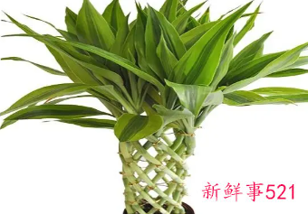 摩羯座适合养什么植物