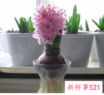 什么植物对夫妻关系好