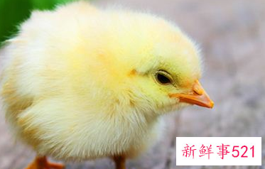 梦见很多死小鸡是什么意思