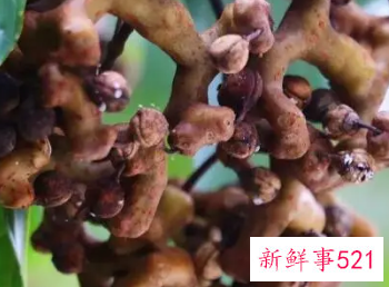 拐枣的功效与作用拐枣的吃法