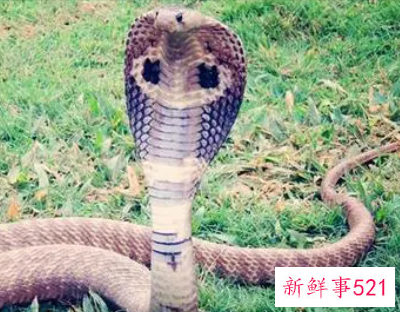 梦见眼镜蛇进屋有什么预兆