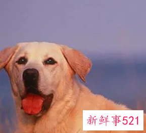 属狗人命中注定另一半