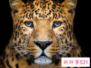 梦见被豹子追有什么预兆