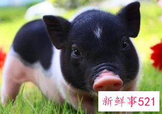 1995属猪最忌几月出生