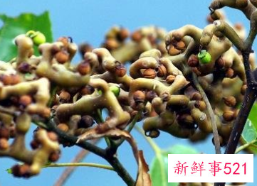 拐枣的功效与作用拐枣的吃法