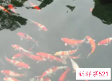 绝非池中之物上